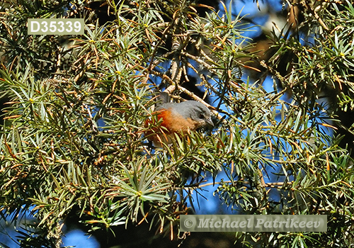 Buff-breasted Warbling-Finch (Poospiza lateralis)